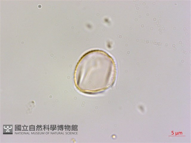 藤繡球藏品圖，第3張