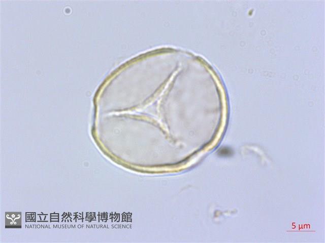 丁座草藏品圖，第3張