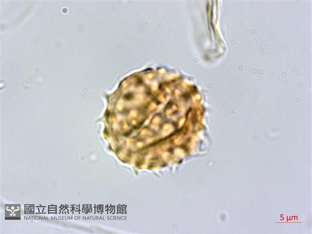 小舌菊、蔓綿菜藏品圖，第4張