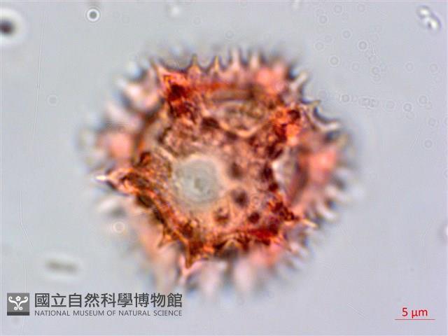 細葉假黃鵪菜藏品圖，第4張