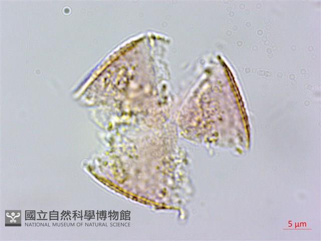 日本筋骨草藏品圖，第3張