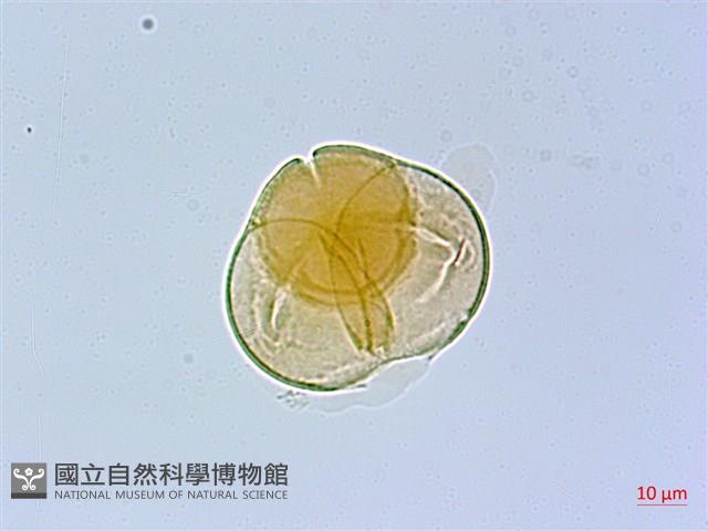 珍珠花、長尾葉越橘藏品圖，第4張