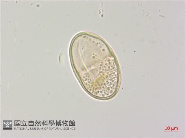 密花柴胡藏品圖，第3張