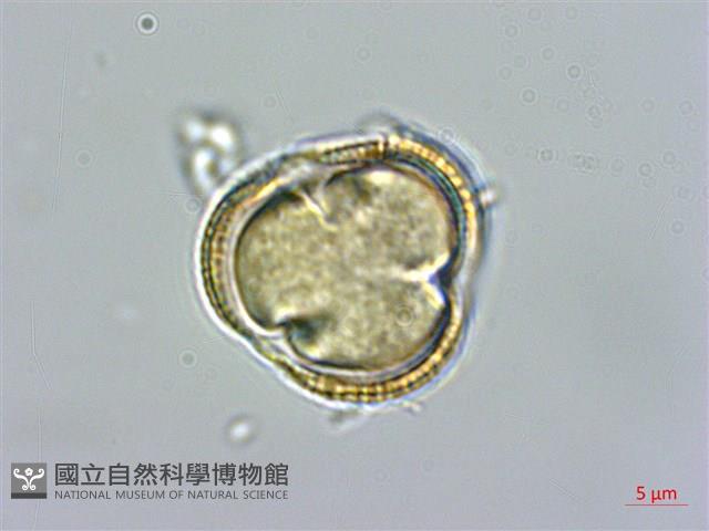 匐匍南薺藏品圖，第4張