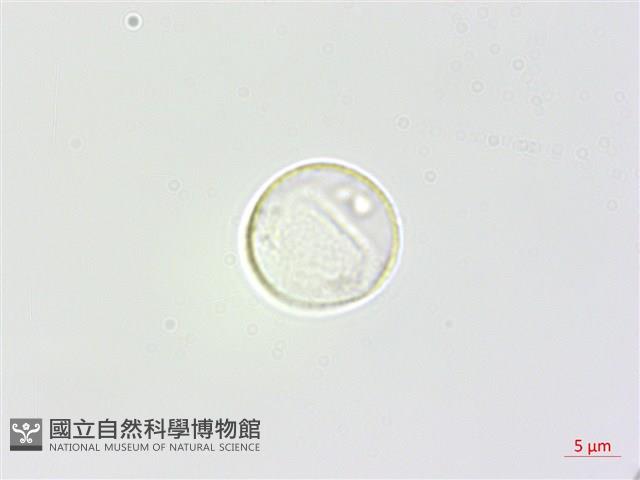 長葉苧麻藏品圖，第3張