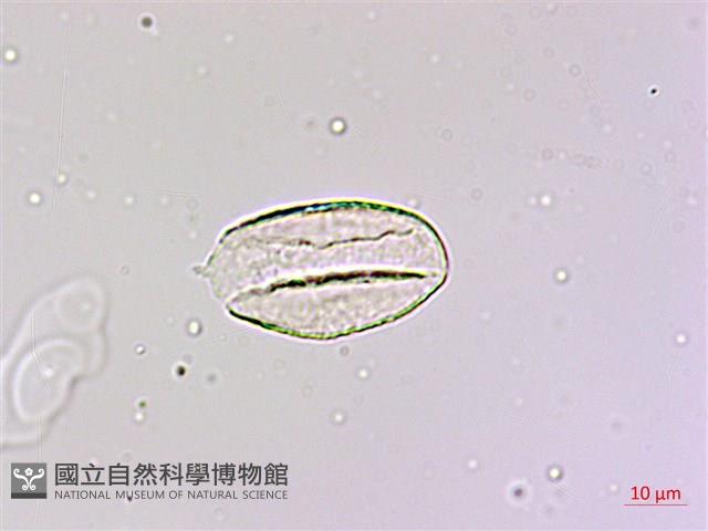 麥門冬藏品圖，第4張