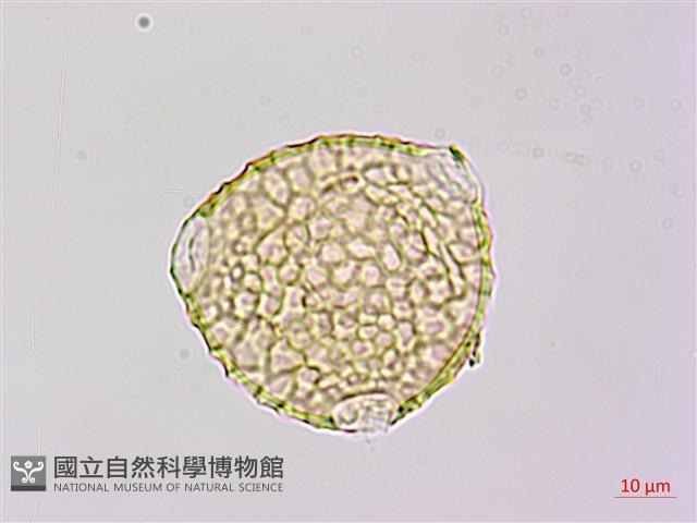 長葉豇豆藏品圖，第3張