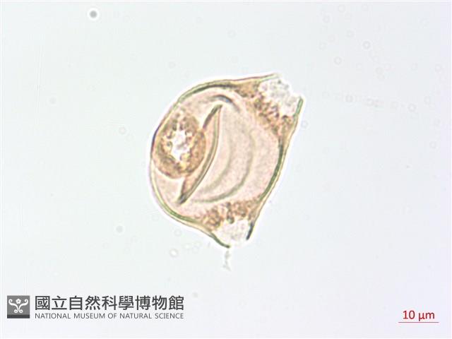 臺灣露珠草藏品圖，第3張