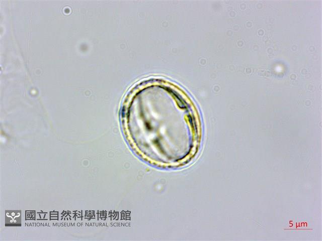 羅庚果藏品圖，第4張