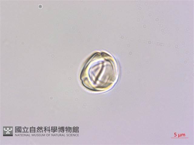 蘭嶼樹蘭藏品圖，第3張