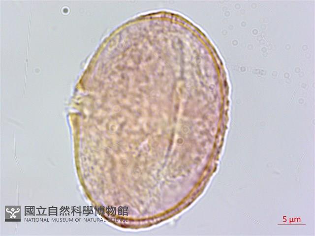 三葉山芹菜藏品圖，第3張