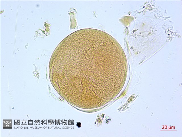 葛瑪蘭芭蕉藏品圖，第3張