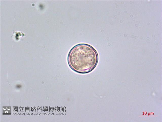 鵝掌藤藏品圖，第3張