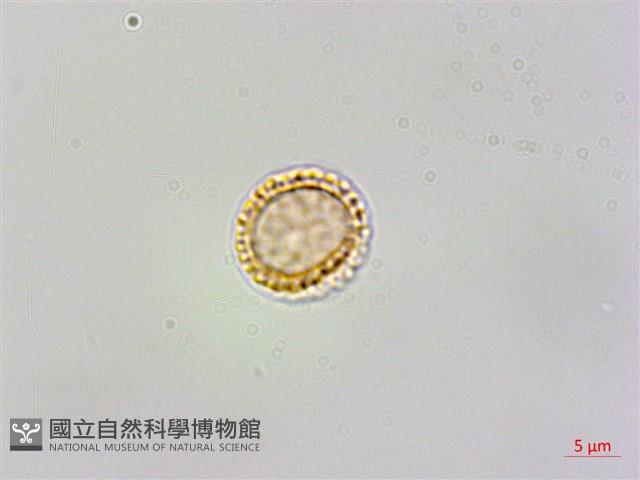 蘭嶼千金藤藏品圖，第3張