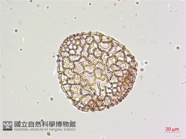 粗莖麝香百合、糙莖麝香百合、鐵炮百合藏品圖，第4張