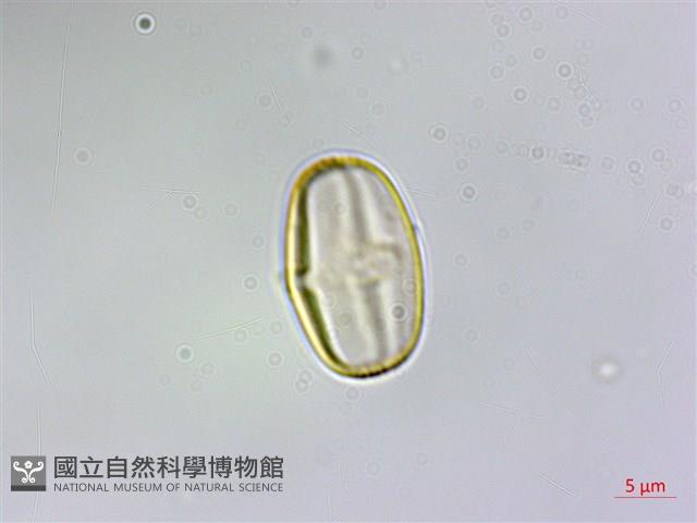 裂葉秋海棠藏品圖，第3張