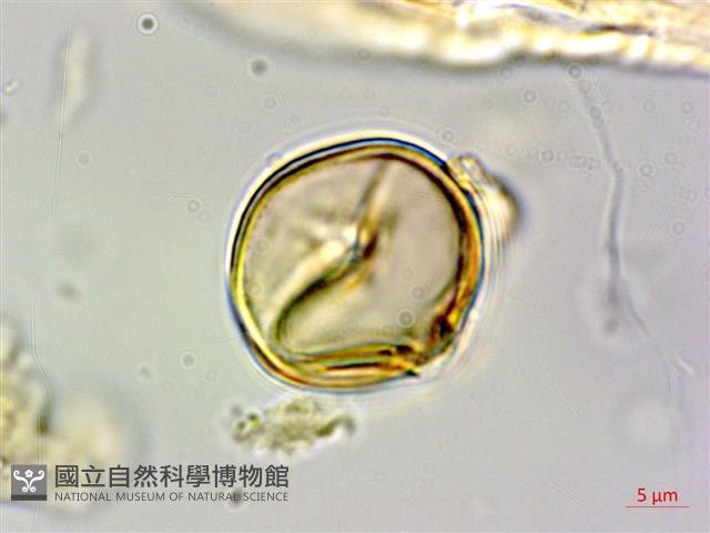 柿葉野櫻、蘭嶼野櫻花藏品圖，第4張