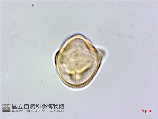 異葉囊瓣芹藏品圖，第3張