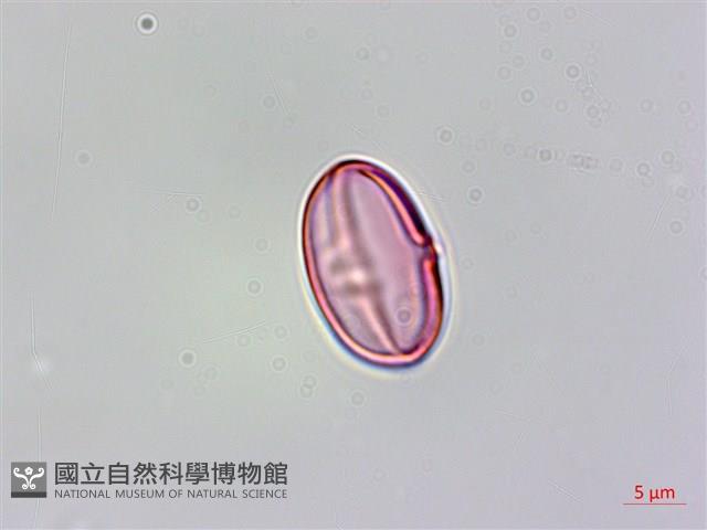 蘭嶼秋海棠藏品圖，第3張