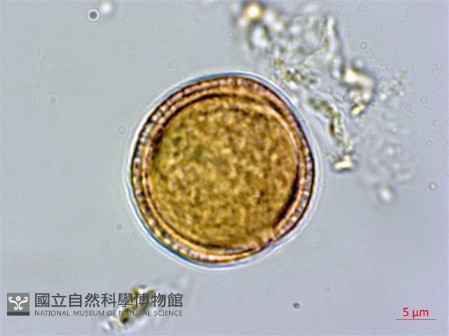 登錄號:S080679藏品圖，第3張