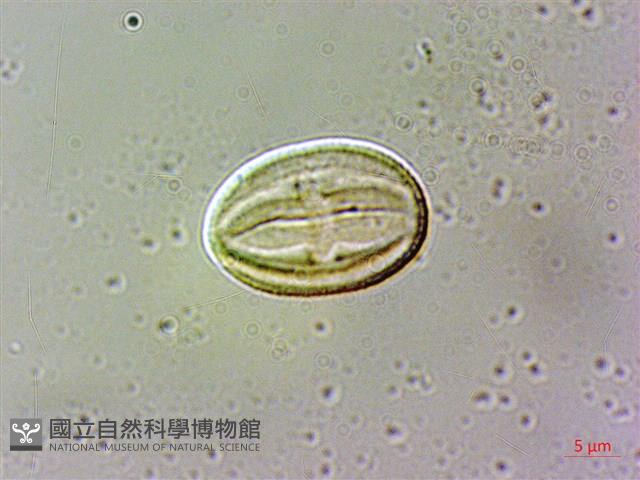 白校欑藏品圖，第4張