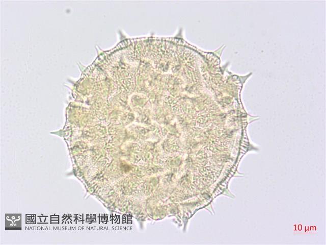 幾內冬葵子，幾內亞磨盤草藏品圖，第3張