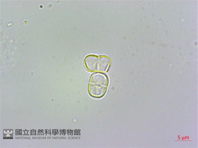 琉璃草藏品圖，第4張