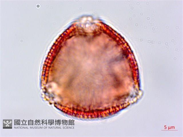 蟲屎藏品圖，第3張