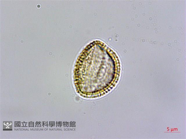 水芥菜、豆瓣菜、無心菜、水甕菜藏品圖，第4張