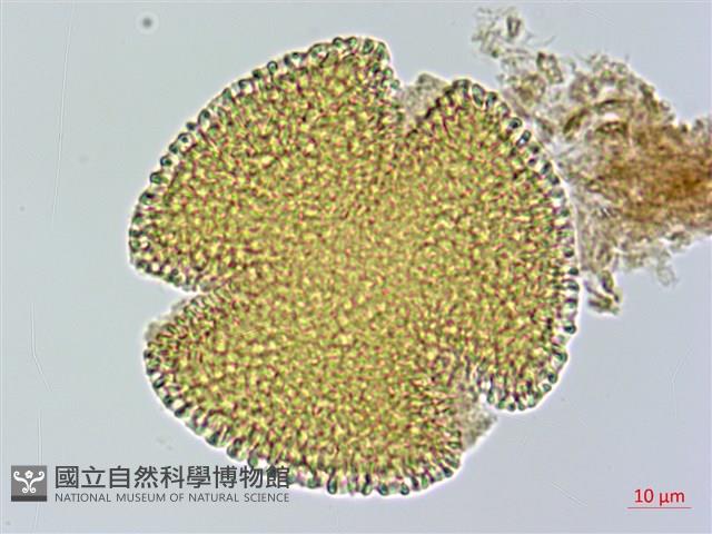 曲枝補血草藏品圖，第3張