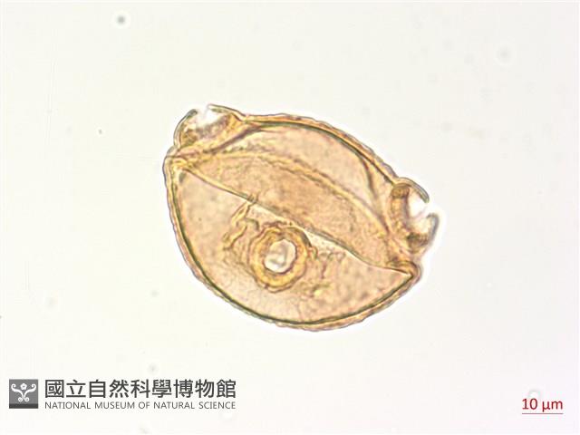 水丁香藏品圖，第3張