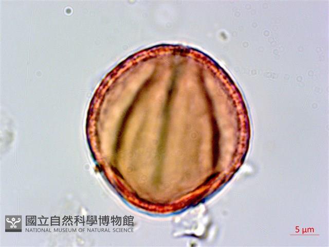 柳氏懸鉤子藏品圖，第3張