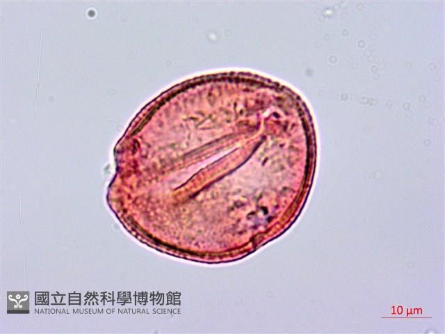 登錄號:S096179藏品圖，第3張