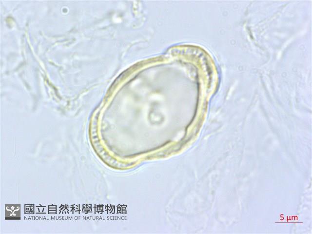 全葉山芹藏品圖，第3張