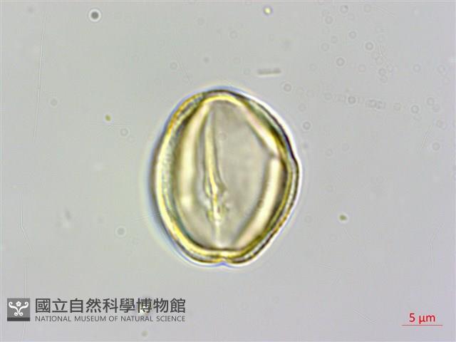 蘭嶼厚殼樹藏品圖，第4張