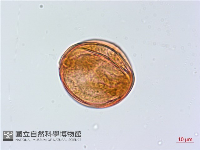 慈恩胡頹子藏品圖，第4張