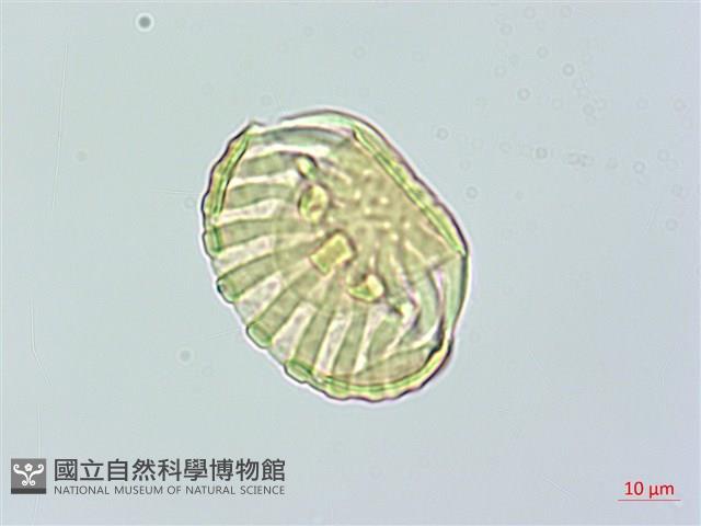 黃花遠志藏品圖，第3張