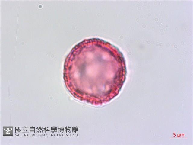 琉球黃楊藏品圖，第3張