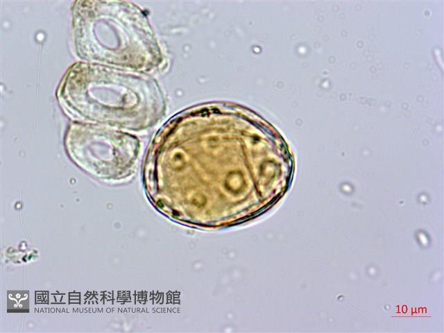 蘭嶼絡石藏品圖，第4張