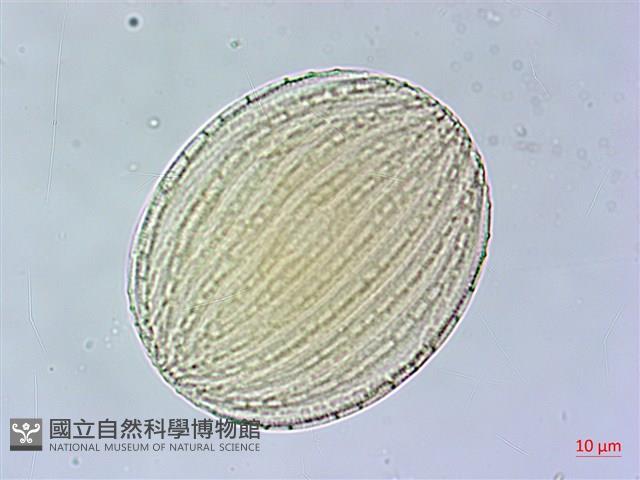 臺灣馬藍藏品圖，第4張