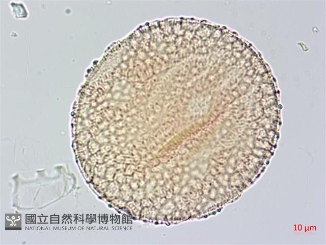 尼氏擬馬偕花藏品圖，第4張