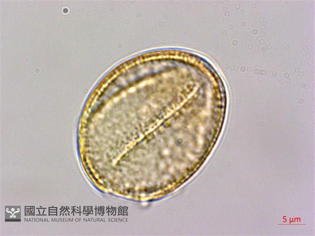 登錄號:S150289藏品圖，第3張