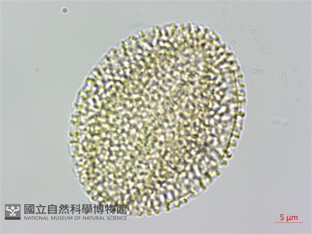 台灣羅漢果藏品圖，第4張