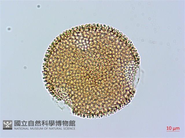 野老鸛草藏品圖，第3張