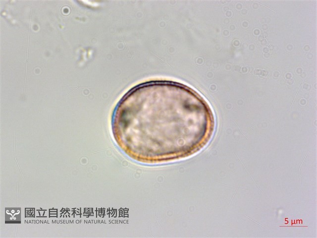水社玉葉金花藏品圖，第3張
