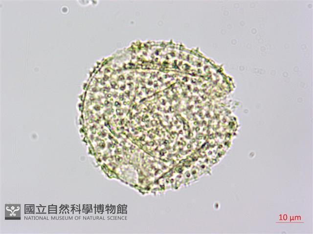 雙輪瓜藏品圖，第4張