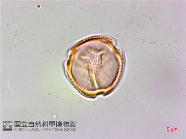 刺花椒藏品圖，第3張