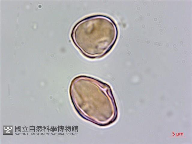 厚葉秋海棠藏品圖，第4張