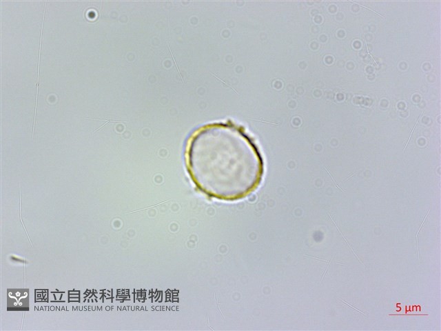 冷清草藏品圖，第3張