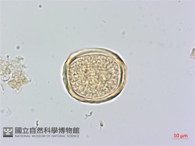 櫸、雞油藏品圖，第4張